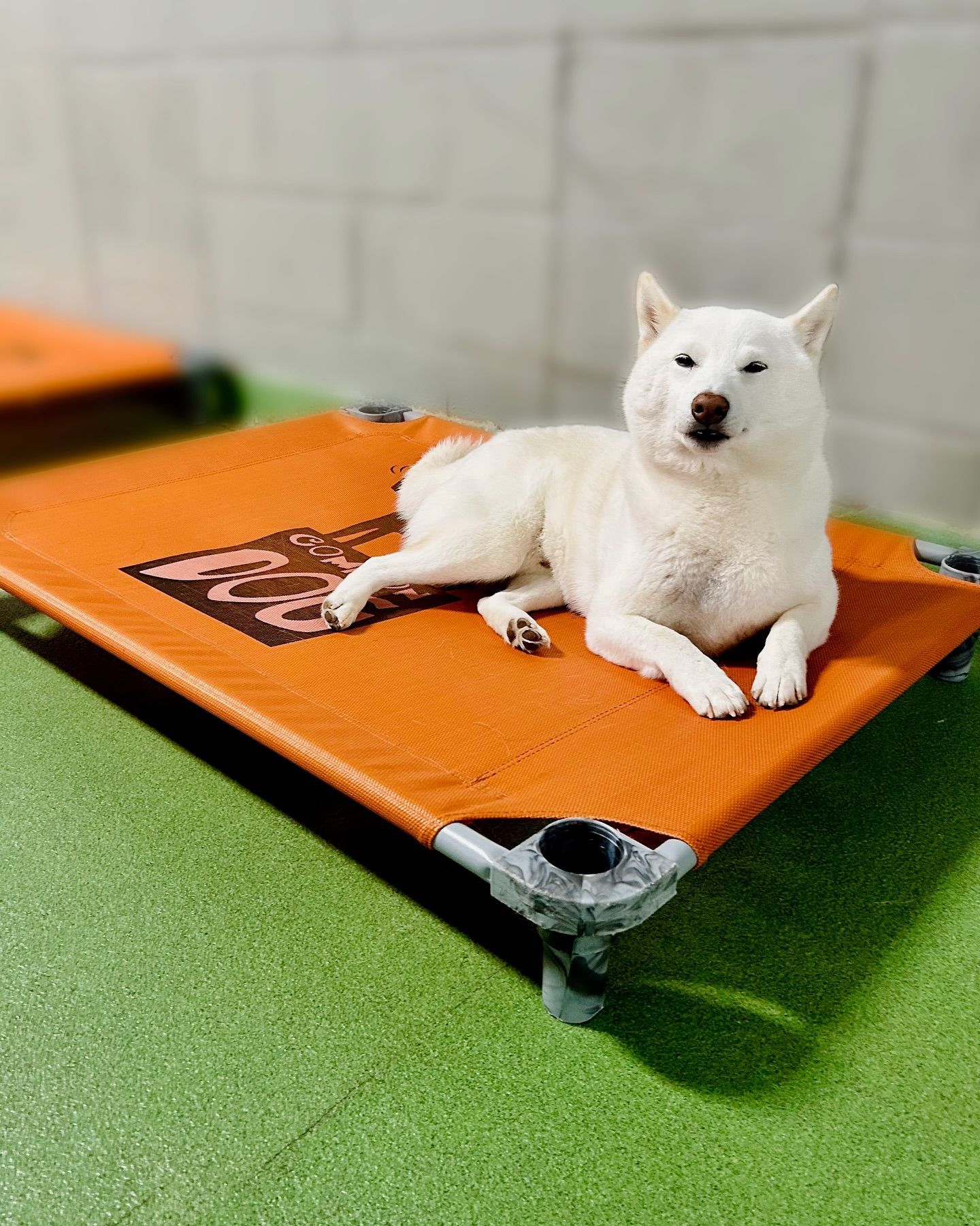 A white dog is laying on an orange bed.