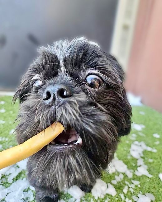 A small black dog is chewing on a stick in its mouth.