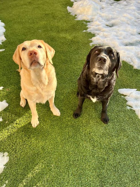 Two dogs are sitting next to each other on a lush green field.