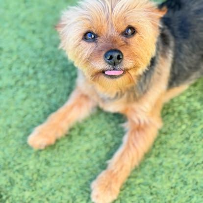 A small brown and black dog is laying on the grass and looking up at the camera.