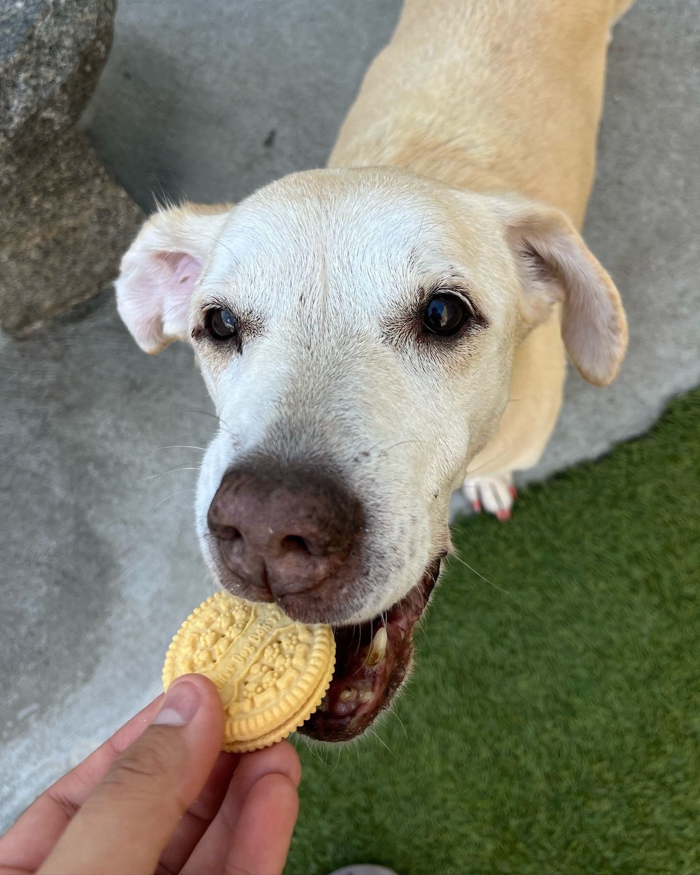 A dog is eating an oreo cookie from a person 's hand.