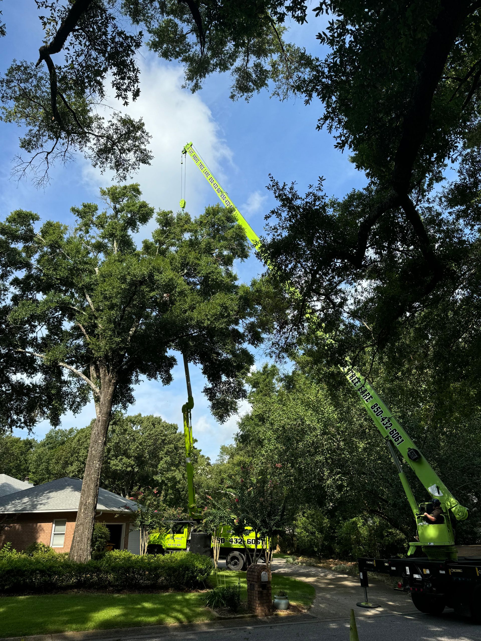 Local Tree Care, Tree Removal Service Pace, Pensacola, Gulf Breeze, FL ...