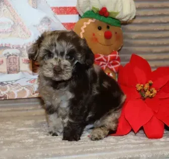 Small black-and-gray puppy sitting beside a red poinsettia and a festive holiday doll backdrop