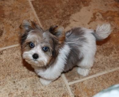 Small fluffy gray-and-white puppy standing on a tiled floor, looking up with wide eyes