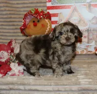Small gray and black puppy standing on a rustic floor with a festive holiday backdrop