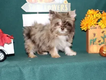 Fluffy gray puppy on a green table with flowers and a small car in the background.