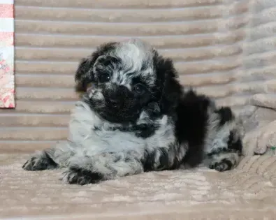 Black-and-white fluffy puppy lying on a beige couch and looking at the camera