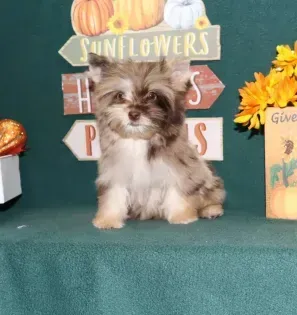 Small fluffy puppy sitting on teal backdrop with fall sunflower and pumpkin decorations