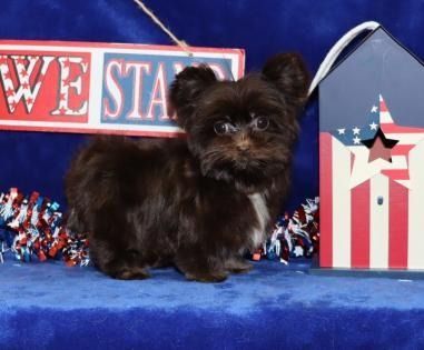 Small black puppy on a blue backdrop with patriotic red, white, and blue decorations