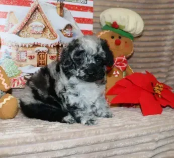 Black and white puppy on a couch with holiday decorations and a red poinsettia.