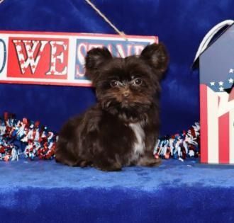 Tiny black puppy on a blue patriotic backdrop with red, white, and blue decorations
