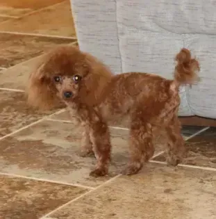 Small curly reddish-brown dog standing on a tiled floor indoors, looking at the camera.