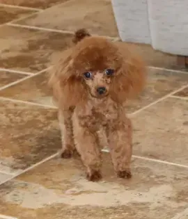 Small curly reddish-brown poodle standing on a tiled floor indoors, looking toward the camera.