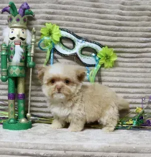 Small fluffy tan puppy sitting beside a green-and-purple Mardi Gras jester figurine and mask on a gray blanket