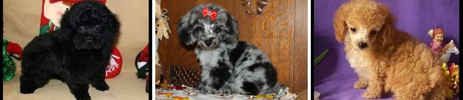 Three small dogs: black, black-and-white spotted, and tan poodles sitting against a wooden wall