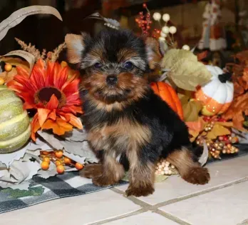 Small black-and-tan puppy sitting among autumn pumpkins, flowers, and fall decorations.