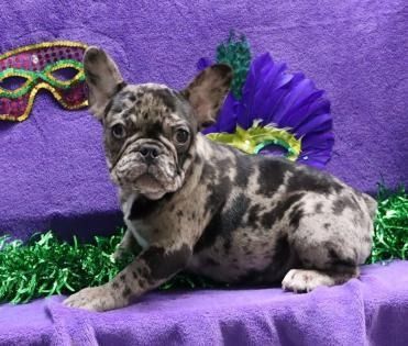 Merle French bulldog puppy lying on purple fabric with a Mardi Gras mask and feathered decoration
