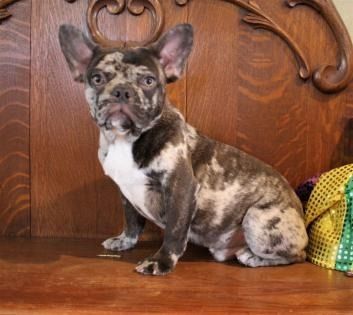 French bulldog puppy sitting on a wooden floor in front of carved wood furniture