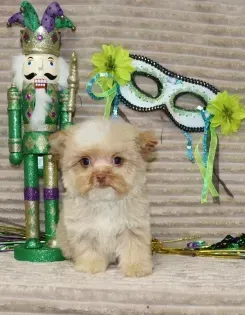 Small fluffy puppy beside a green-purple jester figurine and a white masquerade mask with feathers