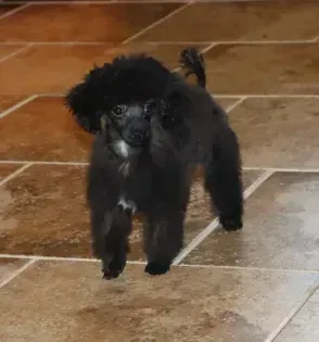 Small black puppy walking on a tan tiled floor