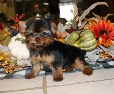 Small black-and-tan puppy standing on tile in front of autumn pumpkins and orange flowers