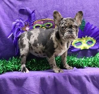 Merle French bulldog standing on purple fabric with Mardi Gras masks and feathers