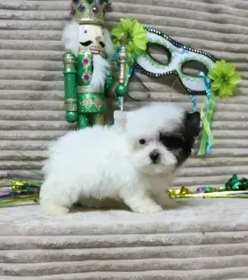 Small fluffy white-and-black puppy beside a green toy soldier and a festive masquerade mask