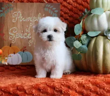 Fluffy white puppy beside a pumpkin sign and autumn decor on an orange blanket