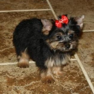 Small black-and-tan puppy with a red bow standing on a tiled floor