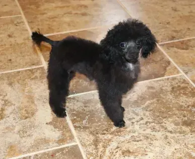 Small black poodle puppy standing on a tan tiled floor, looking toward the camera.