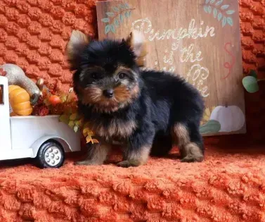 Black-and-tan puppy beside a white toy truck on an orange blanket, with a pumpkin-themed sign behind it