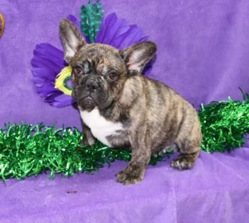 Small brindle puppy with white chest sitting on a purple backdrop with green tinsel and a purple flower.