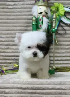 Small white fluffy puppy sitting on a striped rug with a decorative doll behind it.