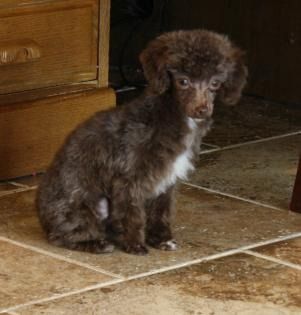Small brown poodle puppy sitting on a tiled floor indoors, facing the camera.