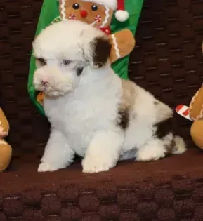 Fluffy white puppy with brown patches sitting on a brown chair beside a gingerbread decoration
