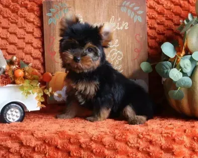 Tiny black-and-tan puppy sitting on an orange blanket with fall decor and a white wagon nearby