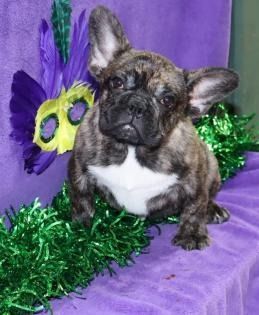 Brindle French bulldog puppy on a purple blanket with green tinsel and a purple flower backdrop