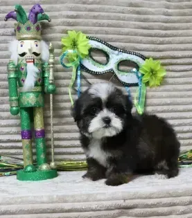 Small black-and-white puppy beside a green and purple Mardi Gras nutcracker on a striped blanket