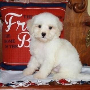 Fluffy white puppy sitting on a blanket beside a red decorative pillow