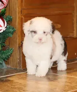 Fluffy white puppy with black patches standing on a wooden floor near a decorated door