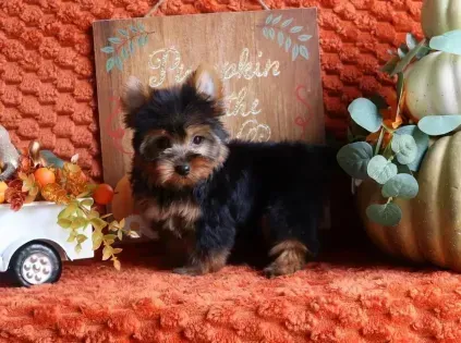 Small black-and-tan puppy on an orange blanket with autumn decor and a pumpkin backdrop