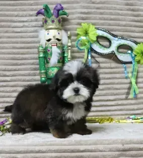 Small black-and-white puppy sitting on a striped blanket beside a festive mask and Mardi Gras decorations