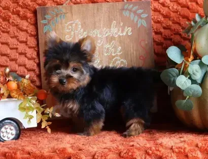 Tiny black-and-tan puppy standing on an orange blanket with pumpkins and fall decor backdrop