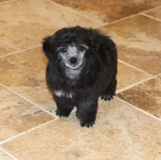 Small black poodle standing on a tan tiled floor