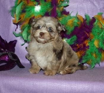 Small fluffy puppy sitting on a purple blanket with colorful feather boas behind it.