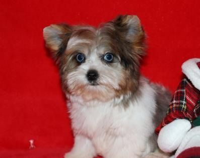Small fluffy puppy with blue eyes sitting on a red blanket next to a plaid stuffed toy