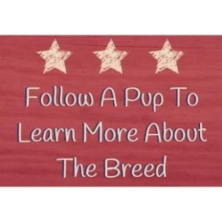 Red sign with three stars and the text “Follow a pup to learn more about the breed”