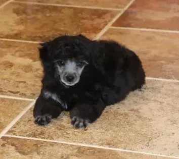 Small black puppy lying on tan tile floor, looking at the camera.