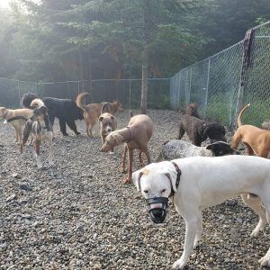 Socializing a pack of dogs 