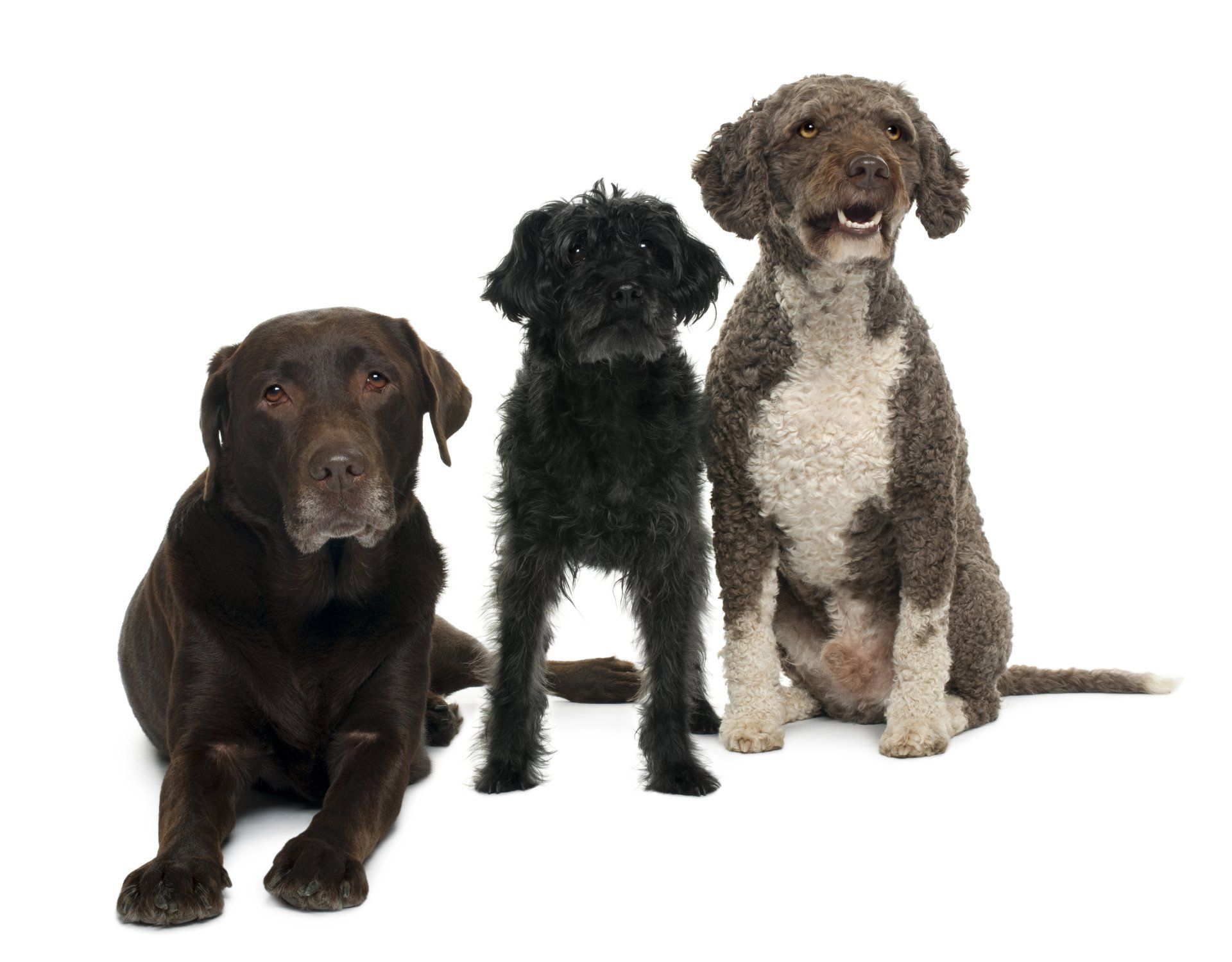 Three dogs sitting and waiting quietly